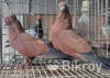 Chila Pigeon new adult pair